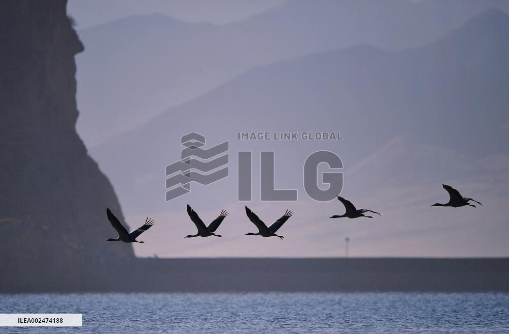 CHINA-XIZANG-BLACK-NECKED CRANES (CN)