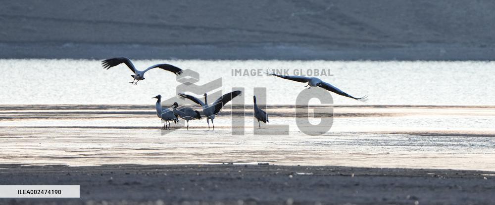 CHINA-XIZANG-BLACK-NECKED CRANES (CN)