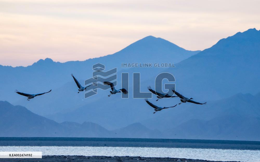 CHINA-XIZANG-BLACK-NECKED CRANES (CN)