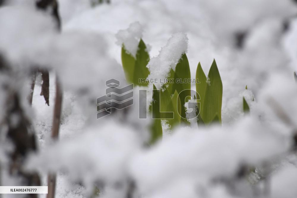 Winter has returned to Vinnytsia
