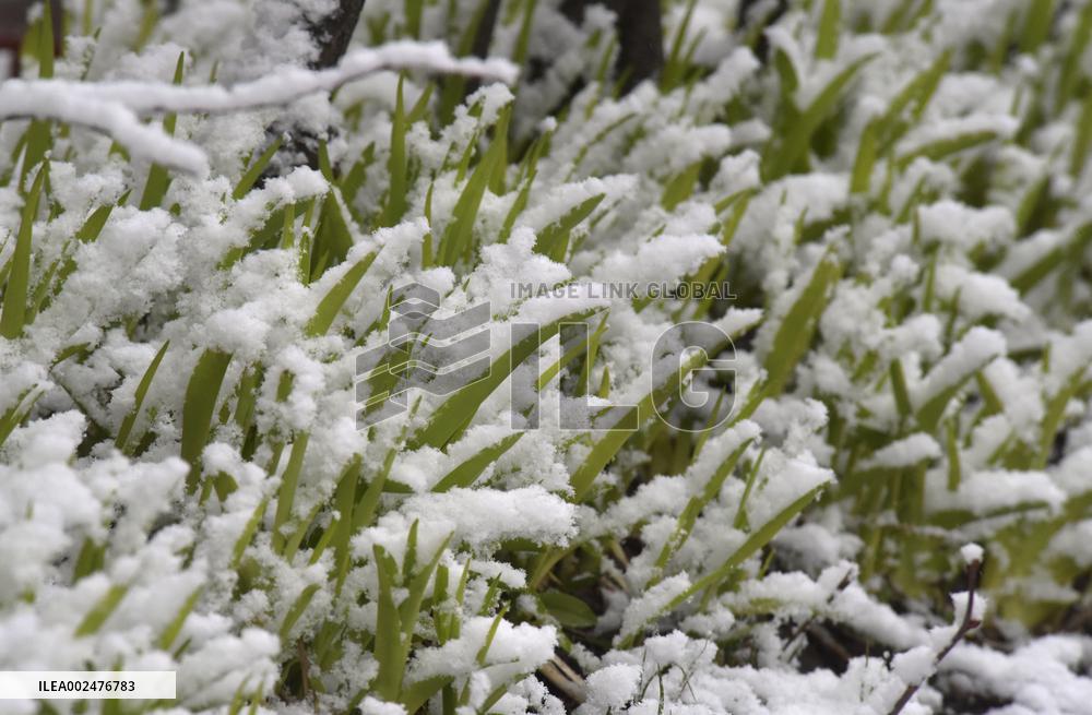 Winter has returned to Vinnytsia