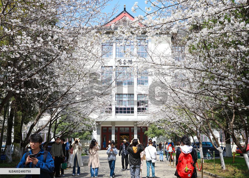 Cherry Blossoms at Nanjing Forestry University