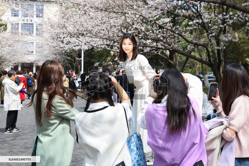Cherry Blossoms at Nanjing Forestry University