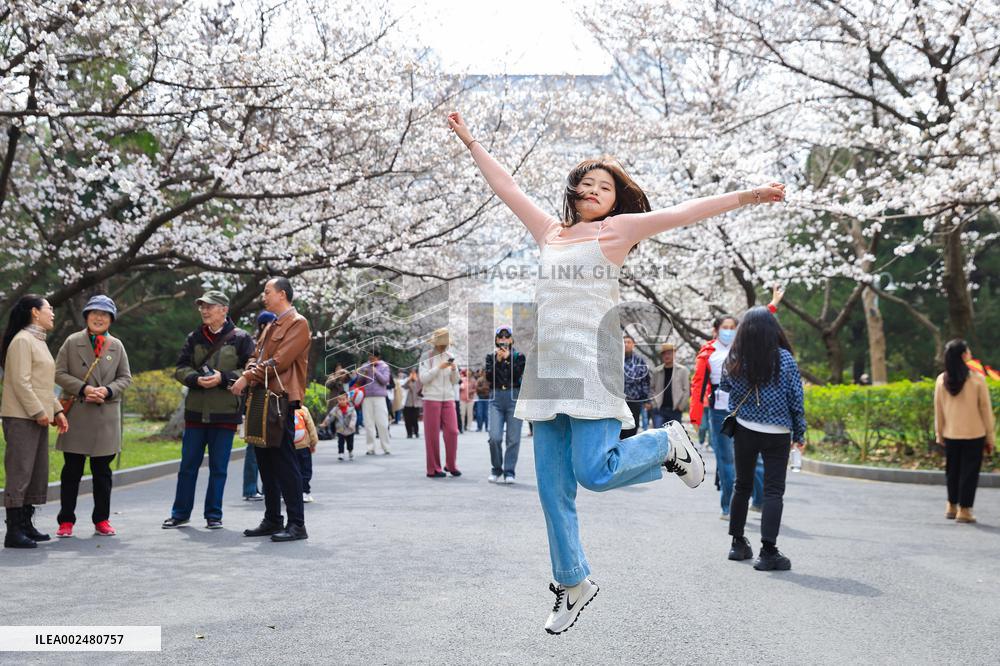 Cherry Blossoms at Nanjing Forestry University