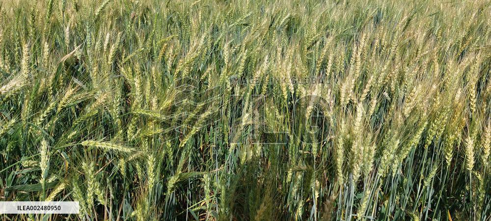 Wheat Crops Growth - India