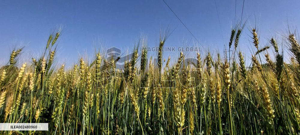 Wheat Crops Growth - India