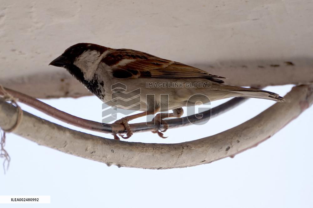 World Sparrow Day - India