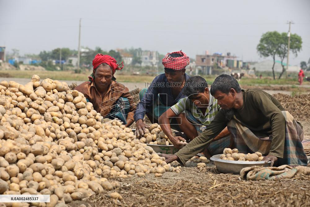 Harvesting Potatoes - Bangladesh