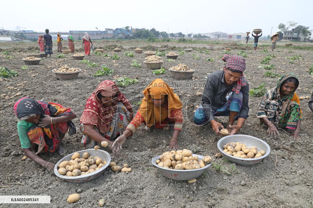 Harvesting Potatoes - Bangladesh