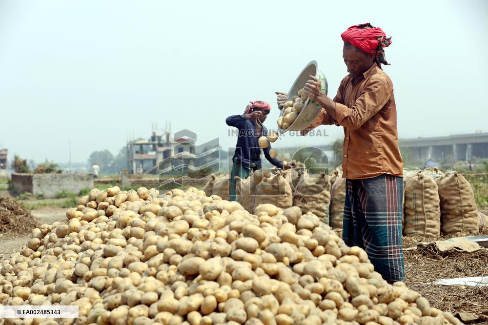 Harvesting Potatoes - Bangladesh