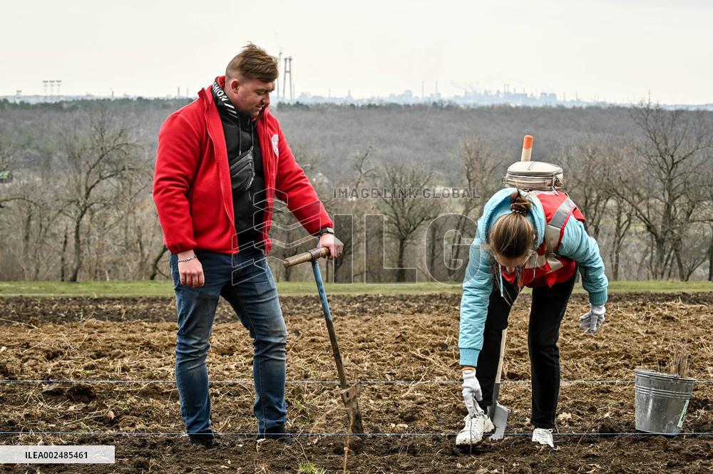 New young forest planted in Zaporizhzhia