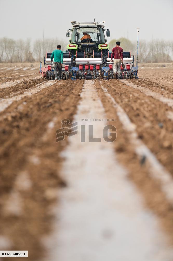 CHINA-XINJIANG-AGRICULTURE-SPRING-FARMING (CN)