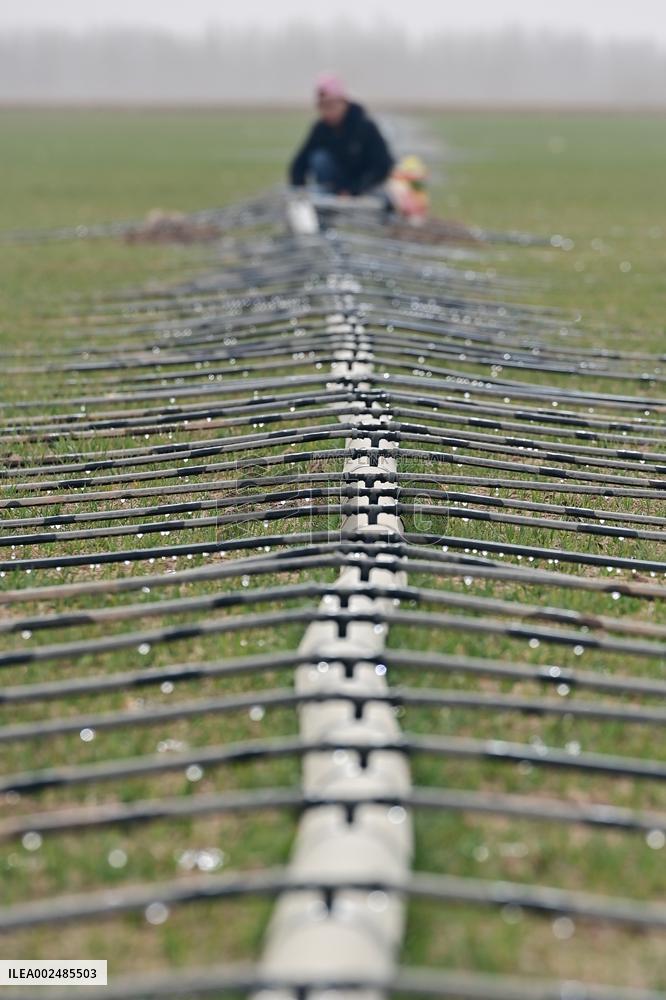 CHINA-XINJIANG-AGRICULTURE-SPRING-FARMING (CN)