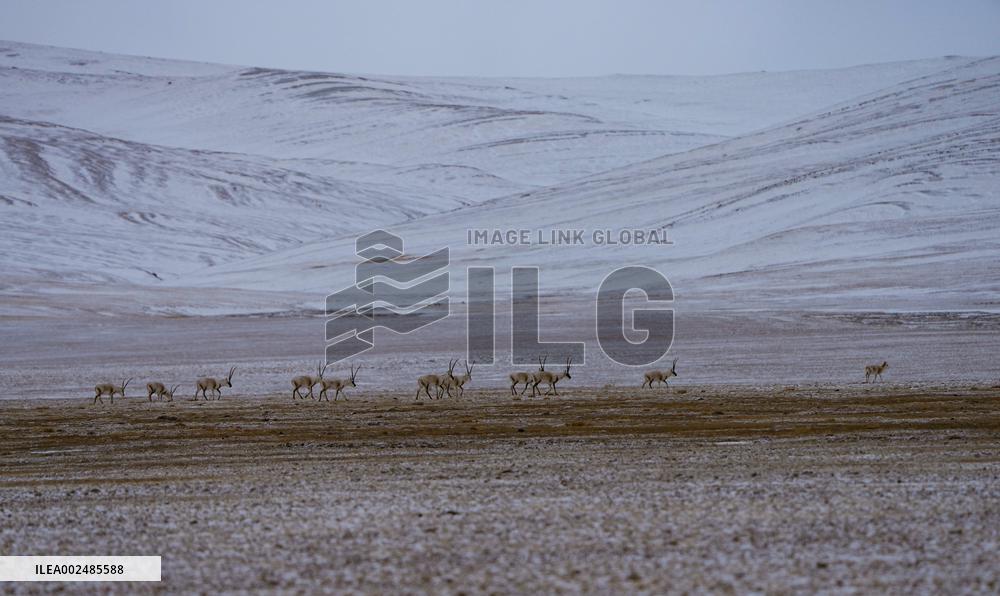 Xinhua Headlines: Tibetan herders -- guardians of source of China's mother river