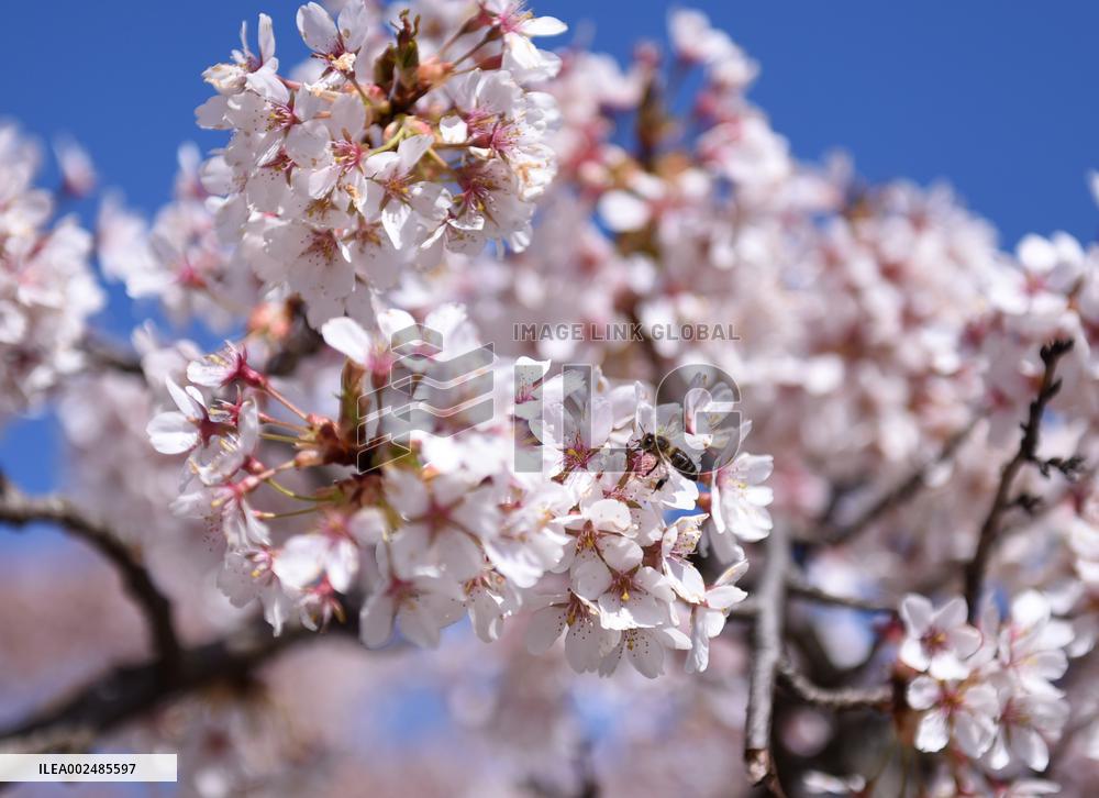 AUSTRIA-VIENNA-SPRING