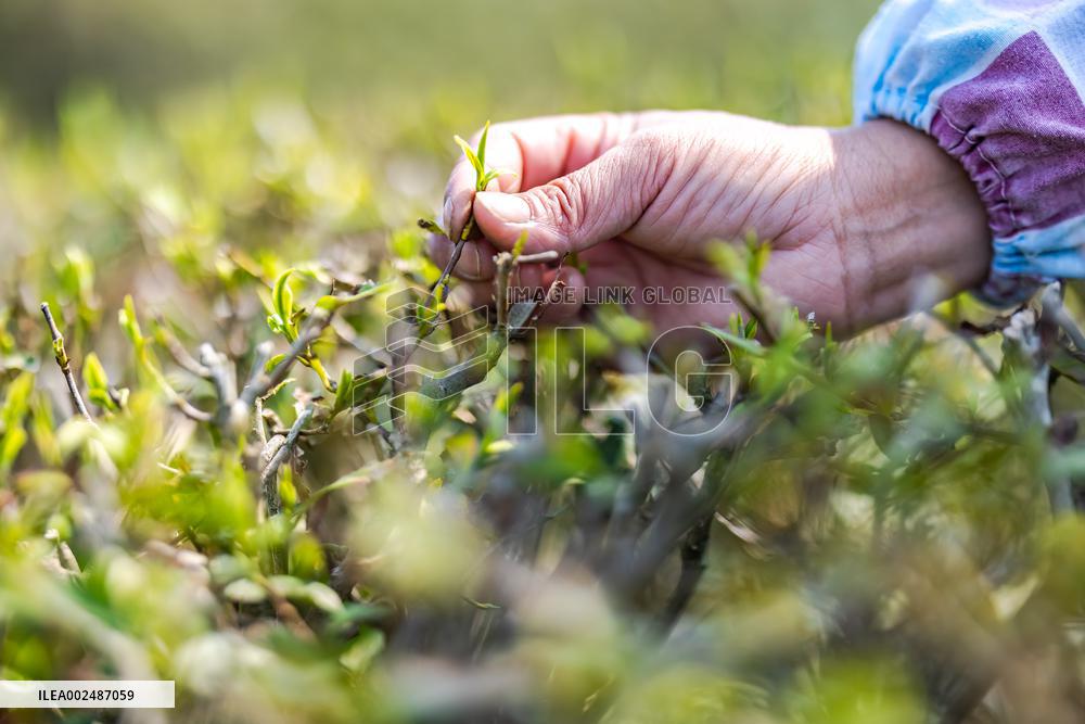 XINHUA PHOTOS OF THE DAY