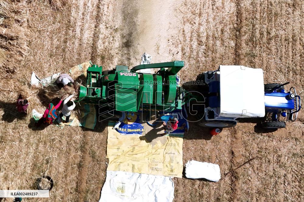 Harvesting Barley - India