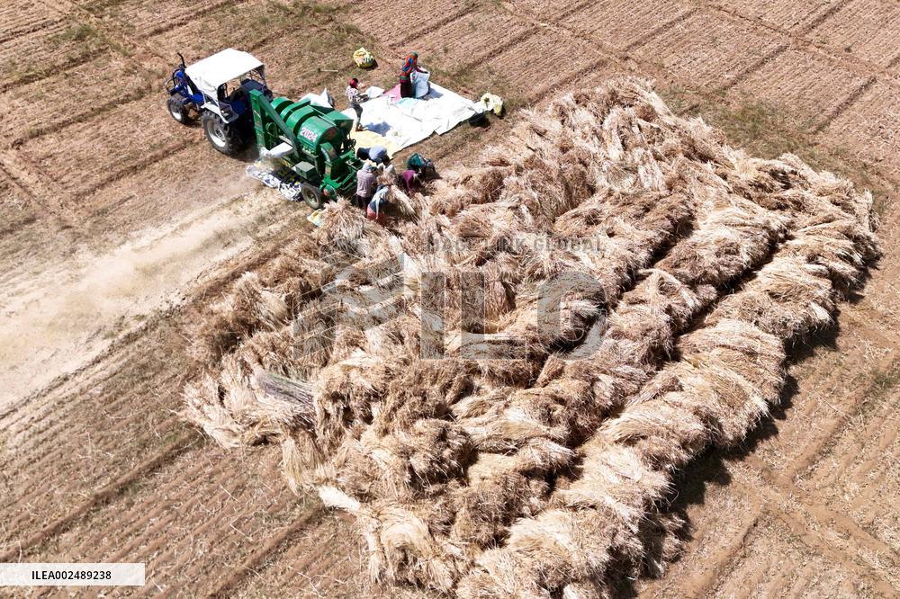 Harvesting Barley - India