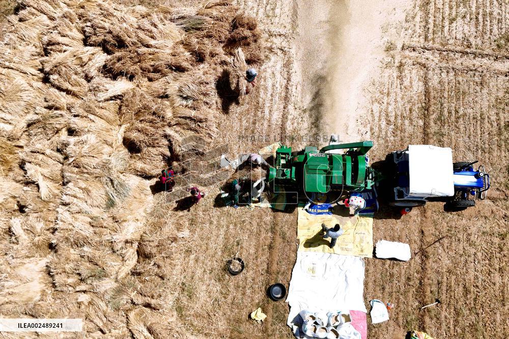 Harvesting Barley - India