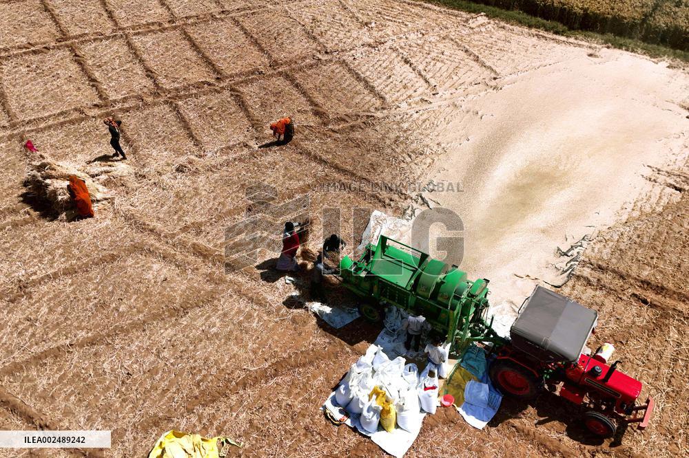 Harvesting Barley - India