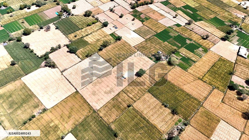 Harvesting Barley - India