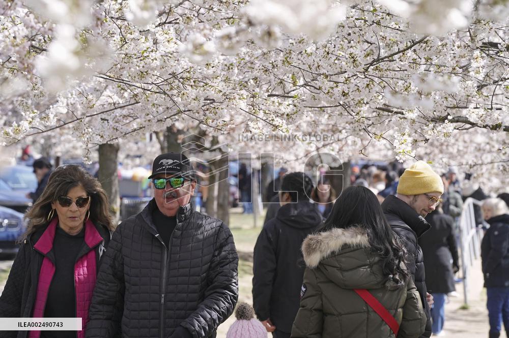 Cherry blossom festival in D.C.