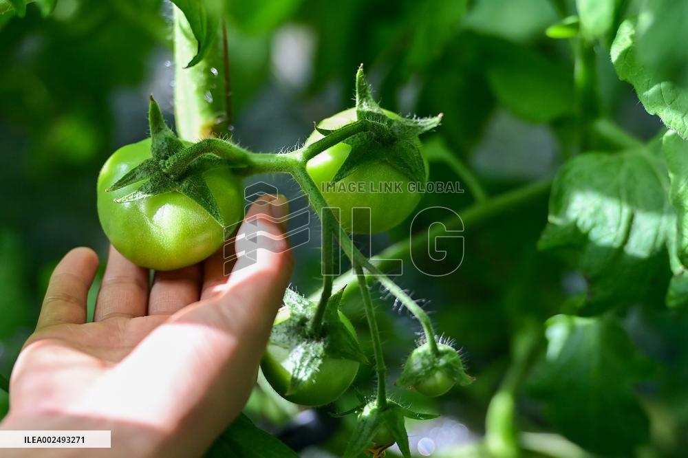 CHINA-XINJIANG-AKSU-AYKOL TOWN-VEGETABLE BASE (CN)
