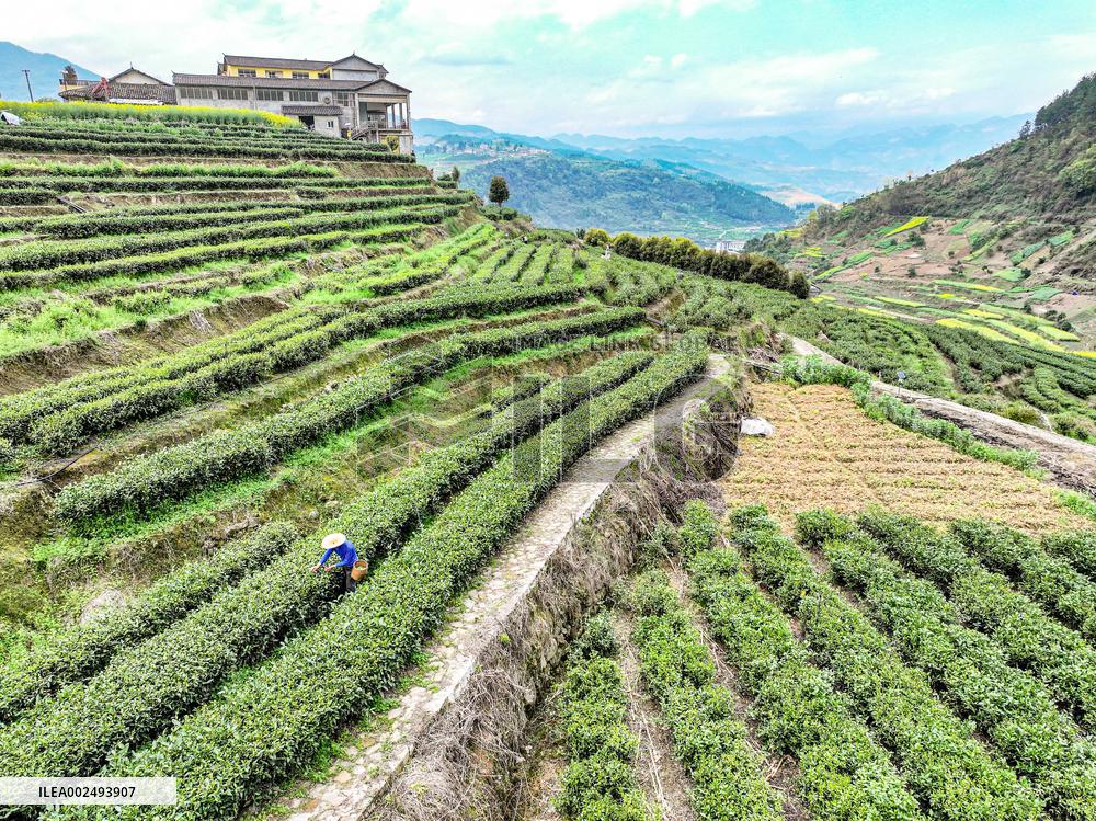 CHINA-CHONGQING-FUTIAN TOWN-TEA GARDEN (CN)