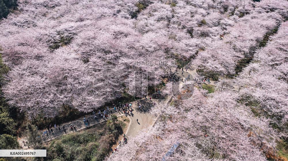CHINA-GUIZHOU-GUIAN-CHERRY BLOSSOM (CN)