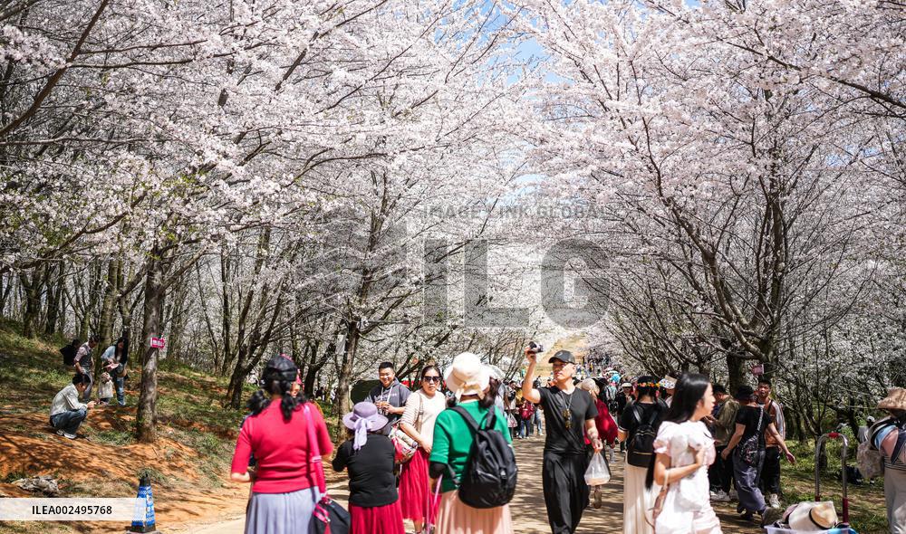 CHINA-GUIZHOU-GUIAN-CHERRY BLOSSOM (CN)