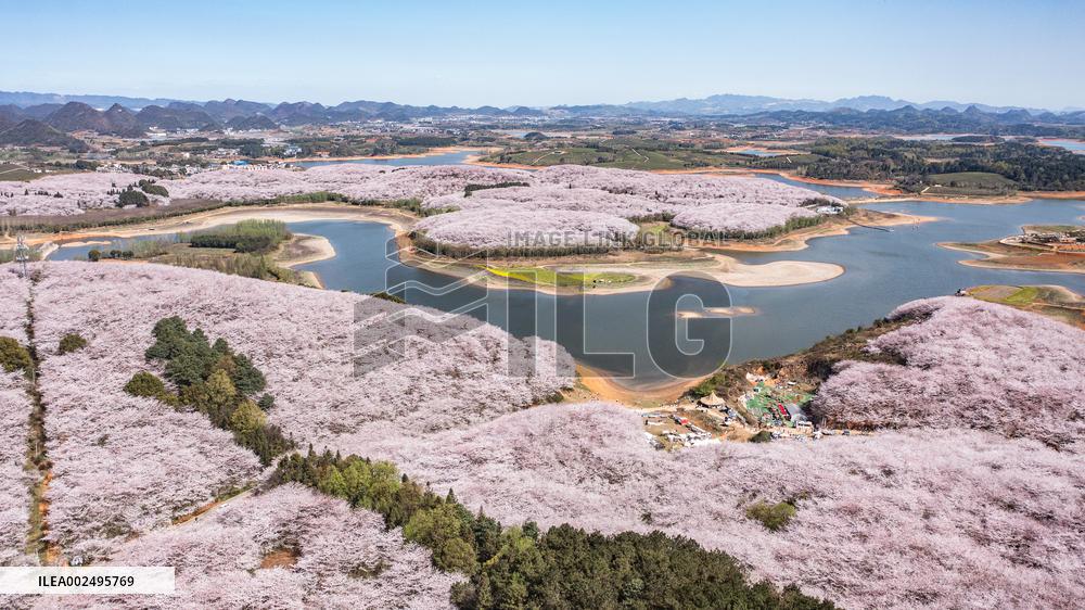 CHINA-GUIZHOU-GUIAN-CHERRY BLOSSOM (CN)