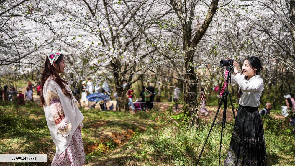 CHINA-GUIZHOU-GUIAN-CHERRY BLOSSOM (CN)