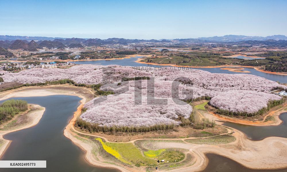 CHINA-GUIZHOU-GUIAN-CHERRY BLOSSOM (CN)