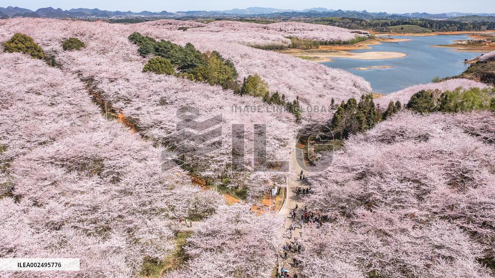 CHINA-GUIZHOU-GUIAN-CHERRY BLOSSOM (CN)