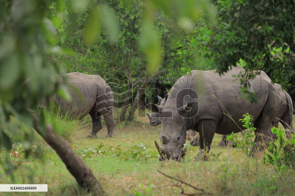UGANDA-WHITE RHINOCEROS-REWILDING
