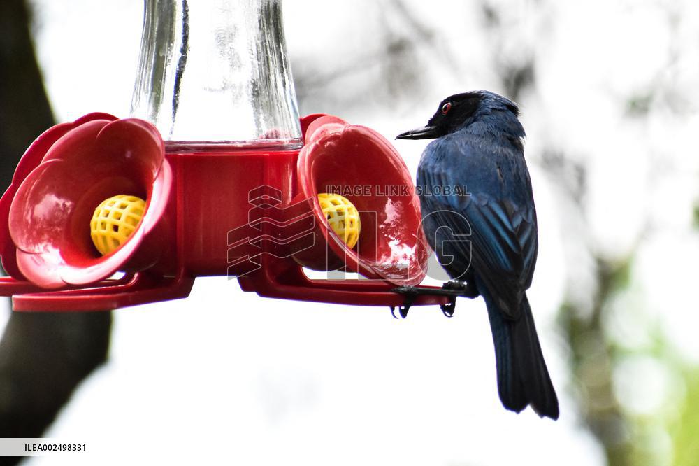 Birdwatching in Monserrate