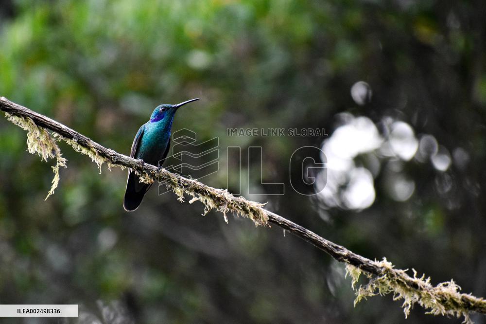 Birdwatching in Monserrate