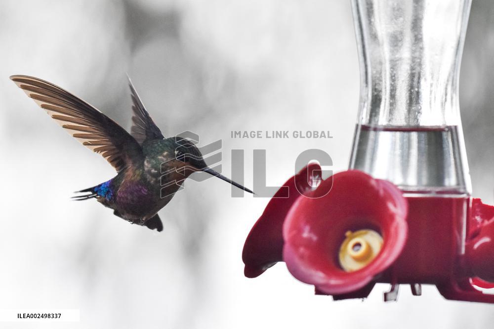 Birdwatching in Monserrate