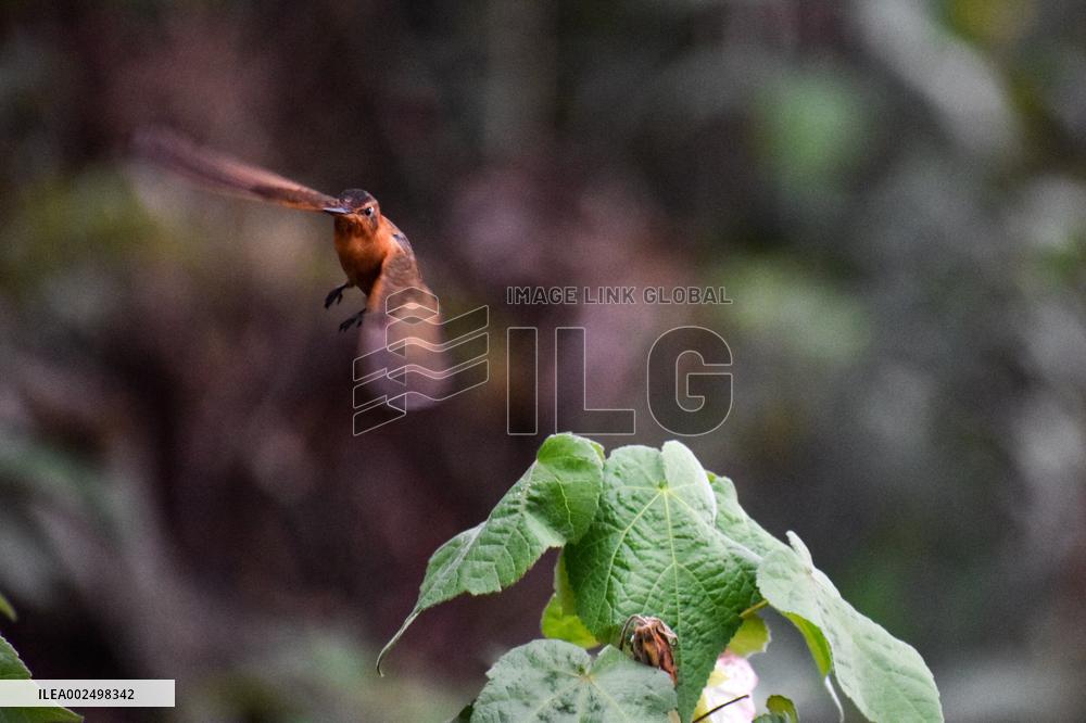 Birdwatching in Monserrate