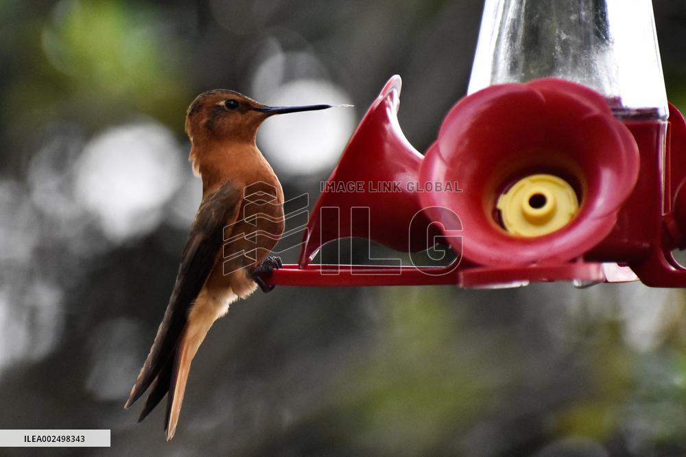 Birdwatching in Monserrate