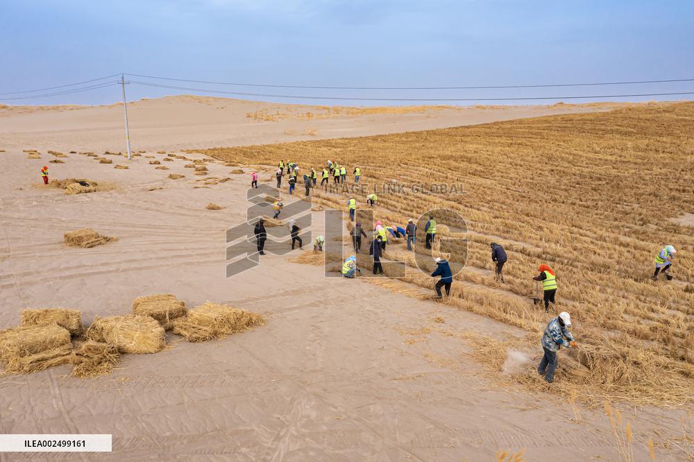 Afforestation And Greening Along The Jinhe Highway in Jiuquan