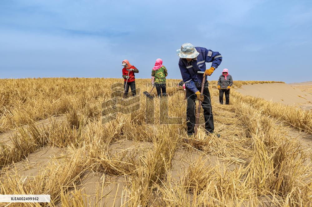 Afforestation And Greening Along The Jinhe Highway in Jiuquan