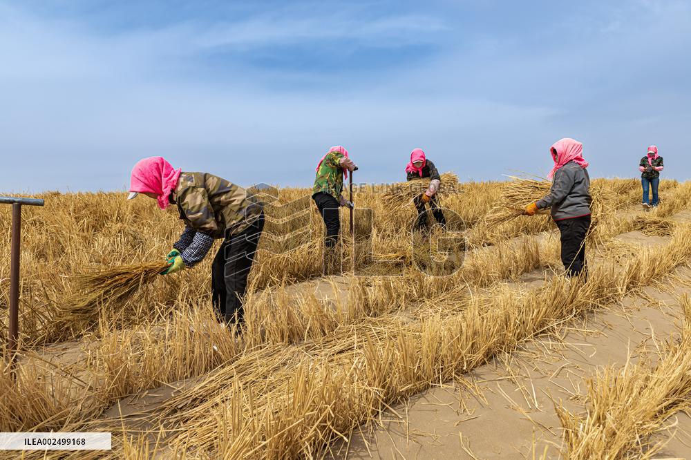 Afforestation And Greening Along The Jinhe Highway in Jiuquan