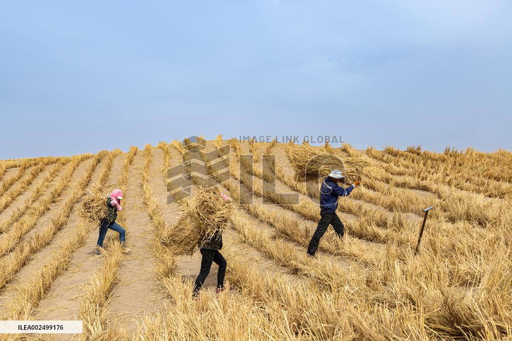 Afforestation And Greening Along The Jinhe Highway in Jiuquan