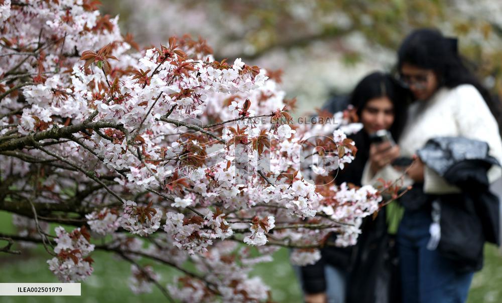 BRITAIN-LONDON-KEW GARDENS-SPRING SCENERY
