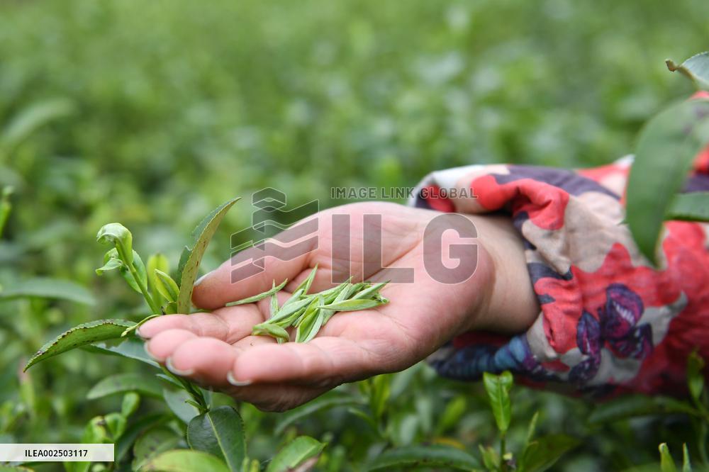 CHINA-HUNAN-ANHUA-TEA-HARVEST (CN)