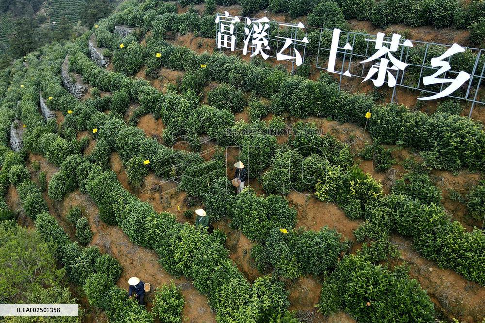 CHINA-ANHUI-SPRING TEA-HARVEST (CN)
