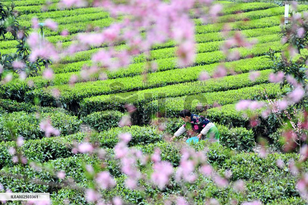 CHINA-HUBEI-SPRING TEA-HARVEST (CN)#