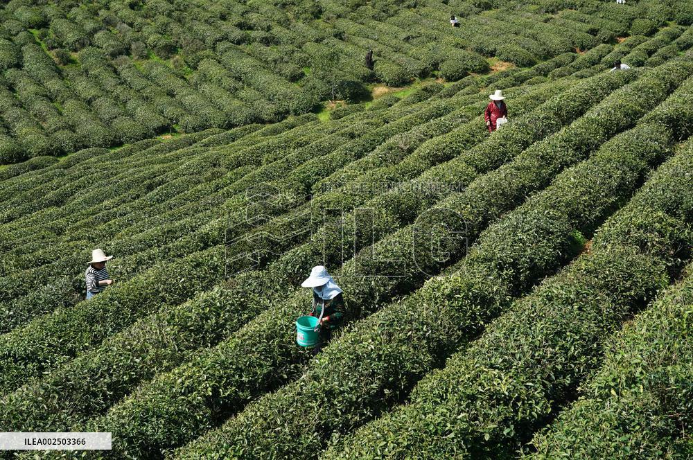 CHINA-JIANGXI-SPRING TEA-HARVEST (CN)