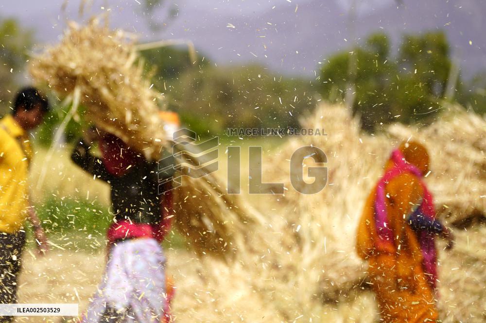 Barley Harvest - India